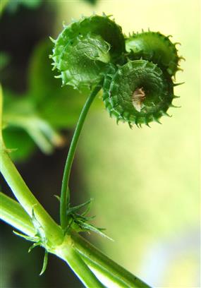 Medicago polymorpha